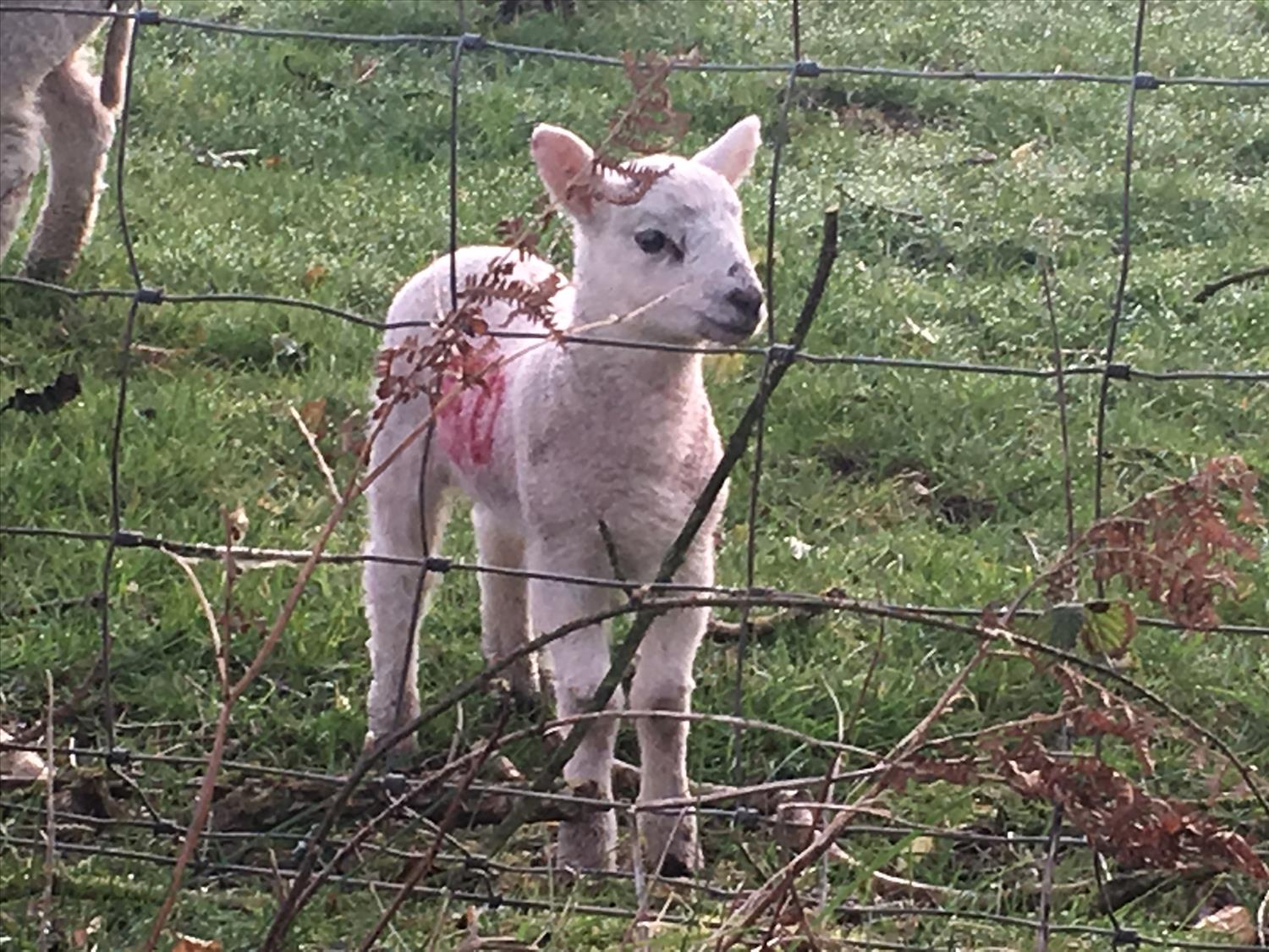 Spring lambs East Runton @NorfolkCoastline