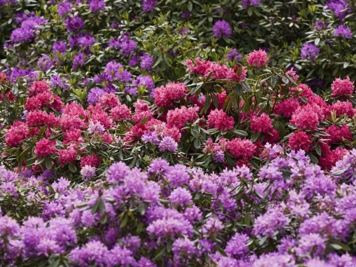Rhododendrons at Sheringham Park @NorfolkCoastline