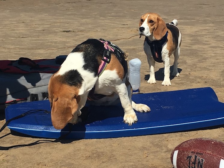 Beagles on Surfboards East Runton beach @NorfolkCoastline