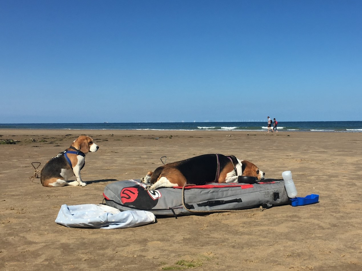 Beagles on Surfboards East Runton beach @NorfolkCoastline