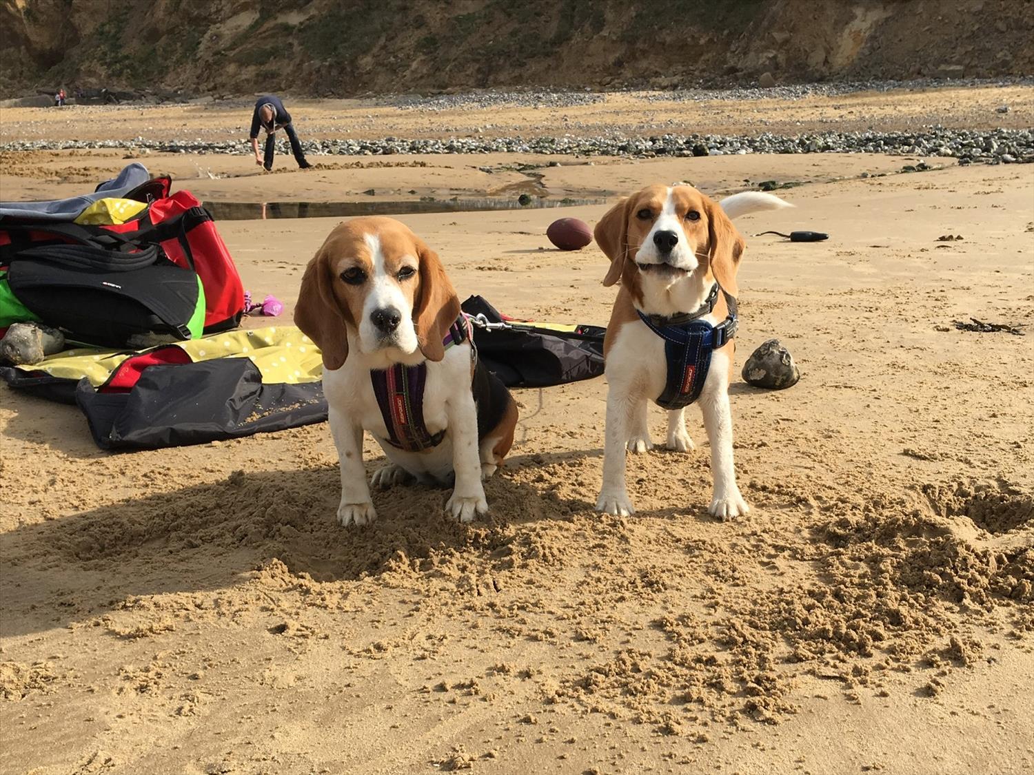 Beagles on East Runton beach @NorfolkCoastline