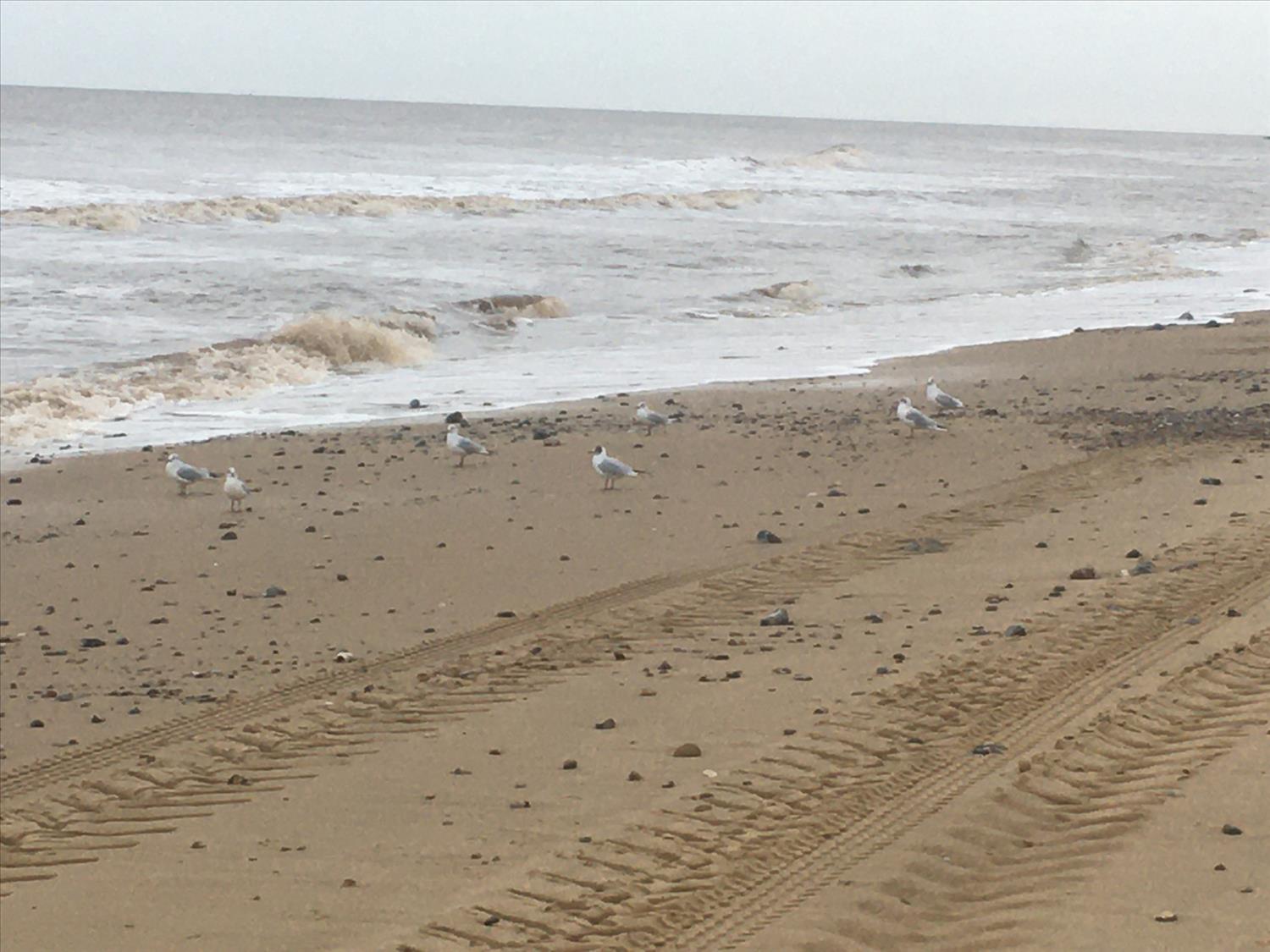 Gulls and Tractor tracks East Runton beach towards Cromer @NorfolkCoastline